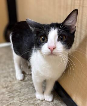 Sunny -  Domestic Short Hair Cat for Adoption in Pearland, Texas - Sunny | PetCurious