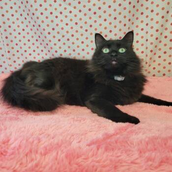 Rescue Domestic Long Hair Cats for Adoption in Park Falls, Wisconsin - Maddy | PetCurious