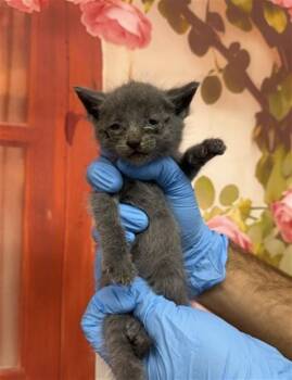 Domestic Short Hair Cats Available for Adoption in San Bernardino, California - GUSTAVO | PetCurious