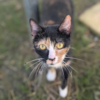 Rescue Domestic Short Hair Cats for Adoption in Brownsboro, Alabama - Andromeda | PetCurious