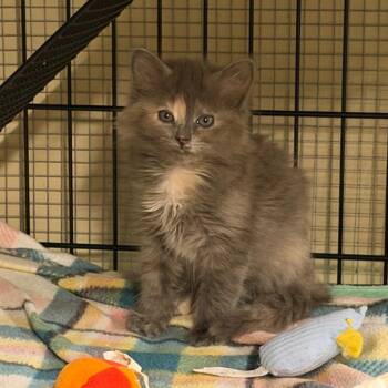 Domestic Medium Hair Cats Available for Adoption in Hernando, Mississippi - Dahlia | PetCurious