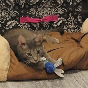 Domestic Short Hair Cats Available for Adoption in Shorewood, Illinois - Garnet | PetCurious