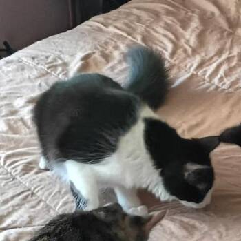 Domestic Short Hair Cats Available for Adoption in Bedford, New Hampshire - Sweet Girl | PetCurious