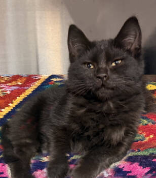 Rescue Domestic Medium Hair and Domestic Short Hair Cats for Adoption in Voorhees Township, New Jersey - Tivali | PetCurious