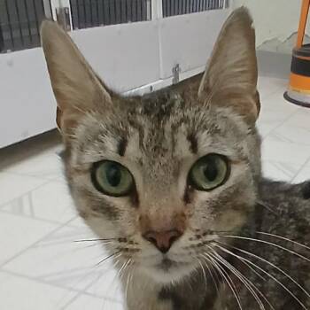 Brie -  Domestic Short Hair Cat Available for Adoption in Las Cruces, New Mexico - Brie | PetCurious