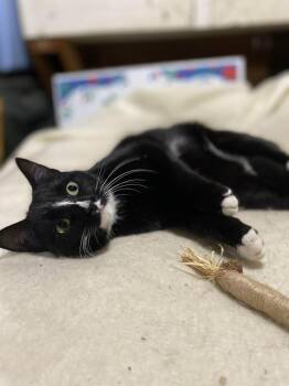 Domestic Short Hair Cats Available for Adoption - Tango | PetCurious