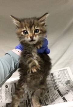 A1834546 -  Domestic Medium Hair Cat for Adoption in Riverside, California - A1834546 | PetCurious
