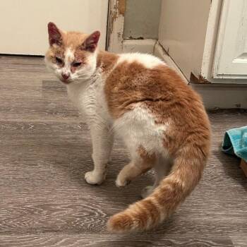 Rescue Domestic Short Hair Cats for Adoption in Houston, Texas - Apollo | PetCurious