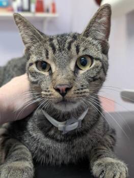 Jay -  Domestic Short Hair Cat for Adoption in New Braunfels, Texas - Jay | PetCurious