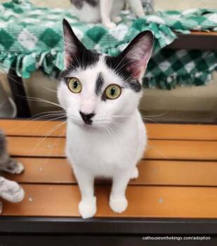 Benny -  Domestic Short Hair Cat for Adoption in Parlier, California - Benny | PetCurious