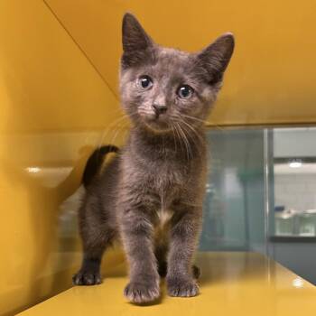 Michelin Man -  Domestic Short Hair Cat Available for Adoption in Abilene, Texas - Michelin Man | PetCurious