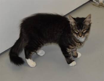 SIDESWIPE -  Domestic Medium Hair Cat for Adoption in Sarasota, Florida - SIDESWIPE | PetCurious