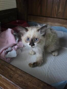 Siri -  Domestic Long Hair Cat for Adoption in Metamora, Illinois - Siri | PetCurious