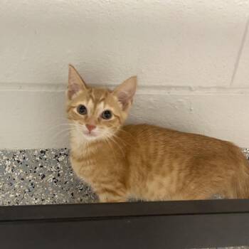 Domestic Short Hair Cats Available for Adoption in Dayton, Ohio - Chili | PetCurious