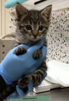 KEISHA -  Domestic Short Hair Cat for Adoption in Riverside, California - KEISHA | PetCurious
