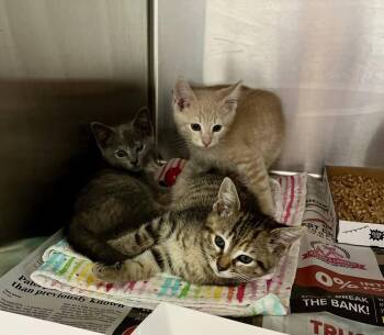Alena -  Domestic Short Hair Cat Available for Adoption in Candler, North Carolina - Alena | PetCurious