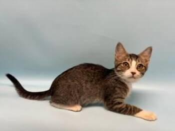 Pfeffernusse -  Domestic Short Hair Cat for Adoption in Golden Valley, Minnesota - Pfeffernusse | PetCurious