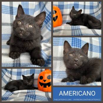 Americano -  Domestic Short Hair Cat for Adoption in Corpus Christi, Texas - Americano | PetCurious