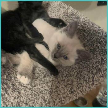 Luca -  Siamese Cat for Adoption in Sandy Springs, Georgia - Luca | PetCurious