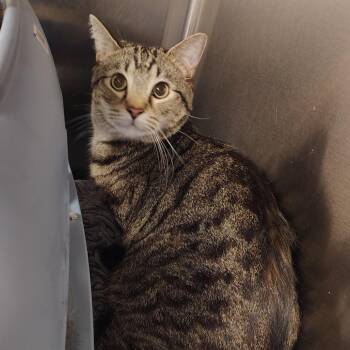 Phil -  Domestic Short Hair Cat for Adoption in Indiana, Pennsylvania - Phil | PetCurious
