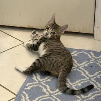Toga -  Domestic Short Hair Cat for Adoption in Tampa, Florida - Toga | PetCurious