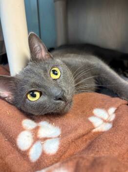 Rescue Domestic Short Hair Cats for Adoption in Detroit, Michigan - Tom | PetCurious