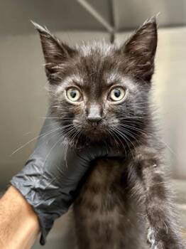 Pluto -  Domestic Short Hair Cat for Adoption in Wichita, Kansas - Pluto | PetCurious