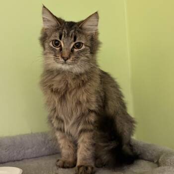 Broomstick -  Domestic Medium Hair Cat for Adoption in Chicago, Illinois - Broomstick | PetCurious