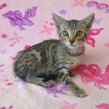 Dr Peper -  Domestic Short Hair Cat for Adoption in Valdosta, Georgia - Dr Peper | PetCurious