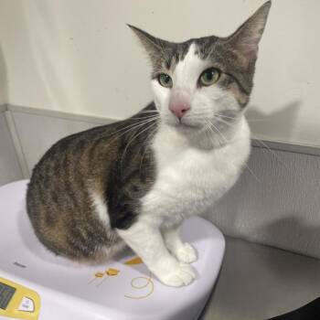 Domestic Short Hair Cats Available for Adoption in Tampa, Florida - Artie | PetCurious
