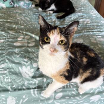 Calico Cats Available for Adoption in Hammond, Indiana - Posey | PetCurious