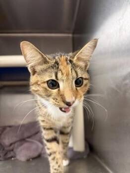 Tiger Lily -  Domestic Short Hair Cat for Adoption in Fallston, Maryland - Tiger Lily | PetCurious