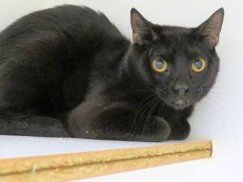 Domestic Short Hair Cats Available for Adoption - HOPPER | PetCurious