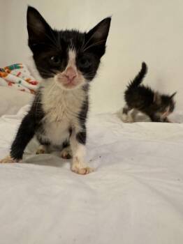 Oreo Fluff -  Maine Coon and Domestic Long Hair Cat for Adoption in New Braunfels, Texas - Oreo Fluff | PetCurious