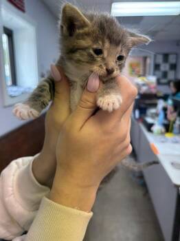 Domestic Short Hair Cats Available for Adoption in Fort Walton Beach, Florida - BRONWYN | PetCurious