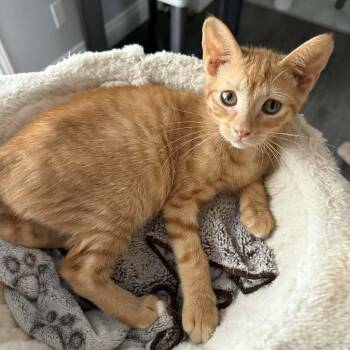 Tofu - An Affectionate Cuddler -  Tabby Cat for Adoption in Hamilton, Ontario - Tofu - An Affectionate Cuddler | PetCurious