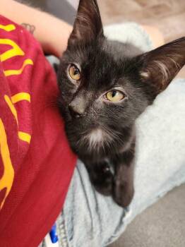 Karl -  Domestic Short Hair Cat for Adoption in Milltown, New Jersey - Karl | PetCurious