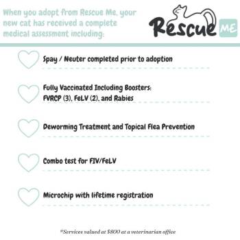 Blanche -  Domestic Short Hair Cat for Adoption in Lewisville, Texas - Blanche | PetCurious