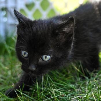 Juniper -  Domestic Short Hair Cat for Adoption in Layton, Utah - Juniper | PetCurious