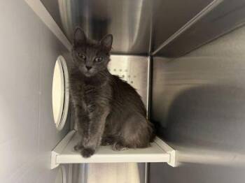 Meredith Grey -  Domestic Medium Hair Cat for Adoption in Kansas City, Missouri - Meredith Grey | PetCurious