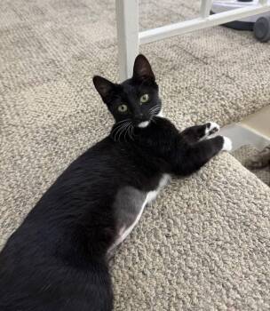 Nila -  Domestic Short Hair Cat for Adoption in San Jose, California - Nila | PetCurious