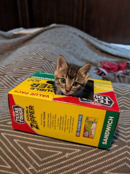 Rescue Domestic Short Hair Cats for Adoption - Felix | PetCurious