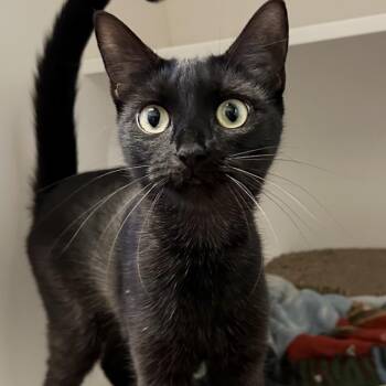 Loose Change -  Domestic Short Hair Cat for Adoption in Providence, Rhode Island - Loose Change | PetCurious