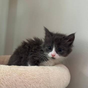 Domestic Long Hair Cats Available for Adoption in Sunrise, Florida - Amethyst | PetCurious