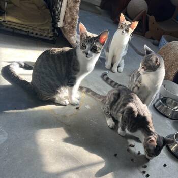 Snow -  Tabby Cat for Adoption in Palm Desert, California - Snow | PetCurious