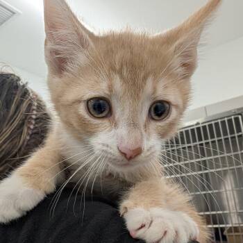 Margot -  Domestic Short Hair Cat for Adoption in Winston-salem, North Carolina - Margot | PetCurious