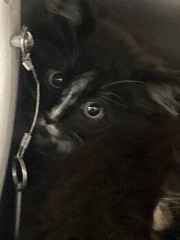 2026-05-144DREAD -  Domestic Short Hair Cat for Adoption in Winder, Georgia - 2026-05-144DREAD | PetCurious