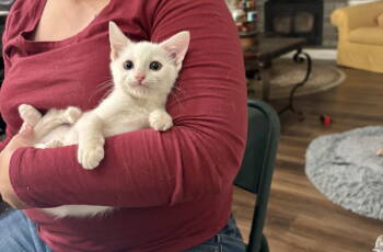 Rescue Domestic Short Hair Cats for Adoption in Camden, South Carolina - Breyer's (Available For Pre-adoption) | PetCurious