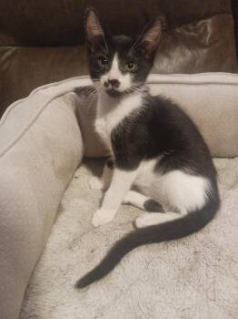 Wizard (1111) -  Domestic Short Hair Cat for Adoption in Zephyrhills, Florida - Wizard (1111) | PetCurious