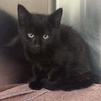 Bentley -  Domestic Short Hair Cat for Adoption in Grand Rapids, Michigan - Bentley | PetCurious